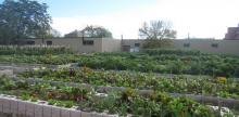 Gardening for Victory: One Battle for Urban Food Security