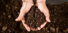 What Is It About This Soil That Protects Plants From Devastating Disease?