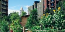 5 Urban Agriculture Strategies to Grow Your City’s Food Supply