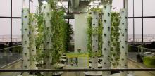 SoCal University’s Aeroponic Garden Challenges Food System Status Quo