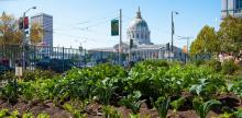 Can Cities Feed Themselves? A Look at Urban Farming in 5 Major American Urban Centers